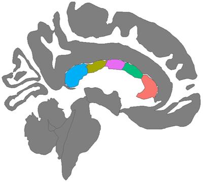 Atypical developmental trajectories of white matter microstructure in prenatal alcohol exposure: Preliminary evidence from neurite orientation dispersion and density imaging